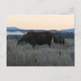 Elche Grazing at Sunrise at Grand Teton Postkarte