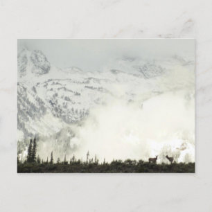 Elche im Grand Teton National Park Fotografie Postkarte