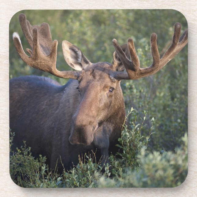 Elche im Samt-Untersetzer-Set Getränkeuntersetzer (Vorderseite)
