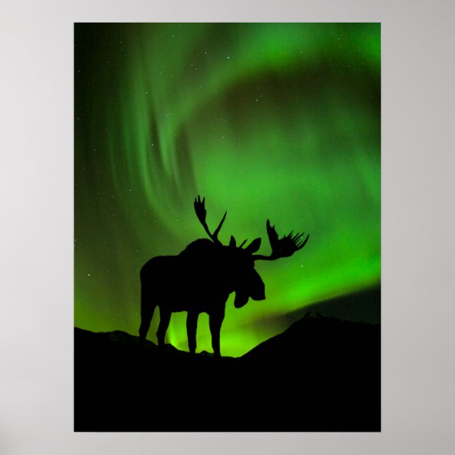 Elche mit grüner Aurora Borealis, Alaska Poster (Vorne)