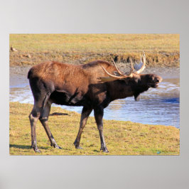 Elche sagen "Käse" Poster