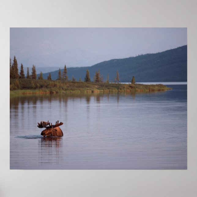 Elche Schwimmen im See Poster (Vorne)