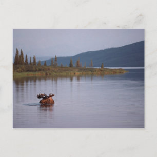 Elche Schwimmen im See Postkarte