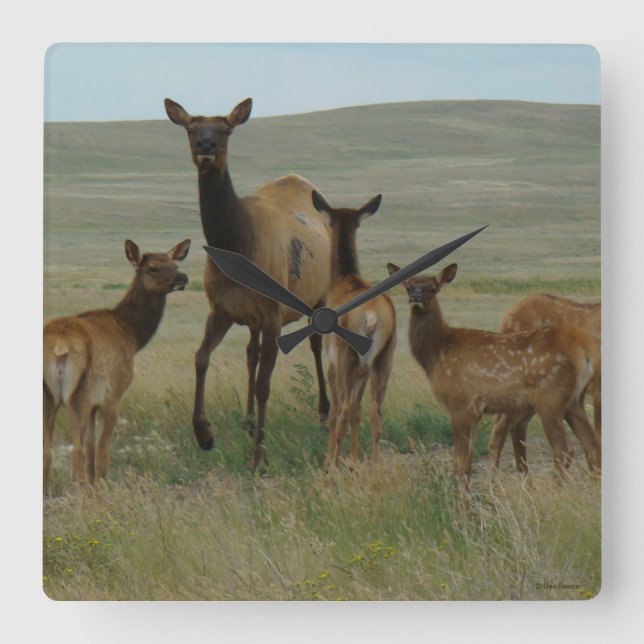 Elche und Kälber der Kuh-E44 Quadratische Wanduhr (Vorderseite)