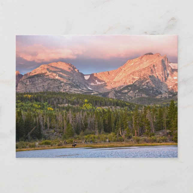 Elche und Touristen am Sprague Lake, Colorado Postkarte (Vorderseite)