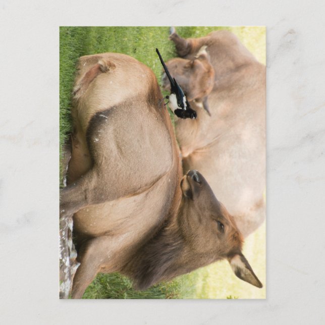 Elche und Vogel Postkarte (Vorderseite)