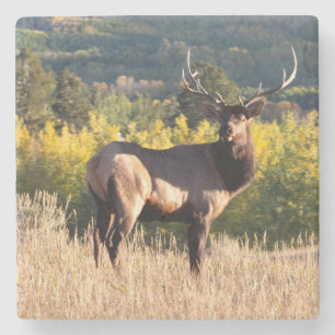 Elche Untersetzer / BullElch in Colorado / Elch in