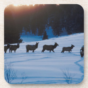 Elchherde, die durch Feld geht Untersetzer