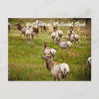 Elchherde im Yellowstone-Nationalpark Postkarte