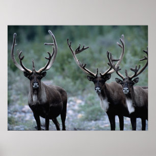 Elchherde Mt. Baring, Washington Poster