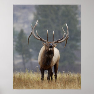 Elchhirsch röhrt, Yellowstone NP, Wyoming 2 Poster