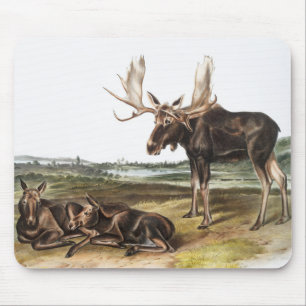 Elchhirsch (Servus alces) Illustration Mousepad