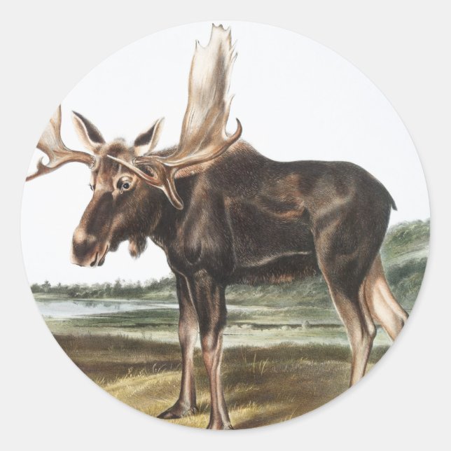 Elchhirsch (Servus alces) Illustration Runder Aufkleber (Vorderseite)