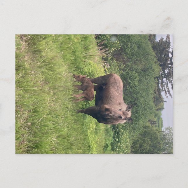 Elchmutter und -baby postkarte (Vorderseite)