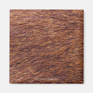 Elchpelz Magnet