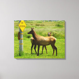 Elchüberquerung Kalifornien Wildlife-Fotografie Leinwanddruck