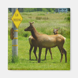 Elchüberquerung Kalifornien Wildlife-Fotografie Magnet