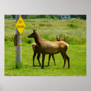 Elchüberquerung Kalifornien Wildlife-Fotografie Poster