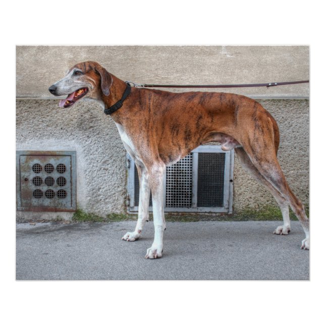 Elder Brindle Greyhound Poster (Vorderseite)