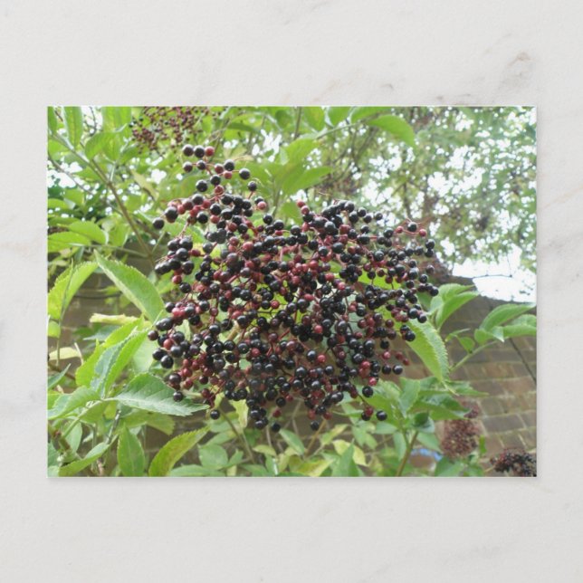 Elderbeeren-Reifung Postkarte (Vorderseite)