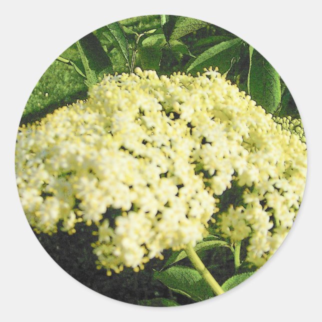 Elderberry Blooms Stickers (Vorderseite)