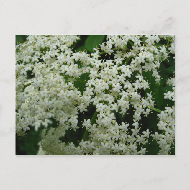 Elderberry Blossoms Postcard Postkarte (Vorderseite)
