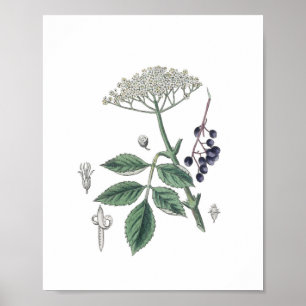 Elderberry Bush Blume White & Green Botany Poster
