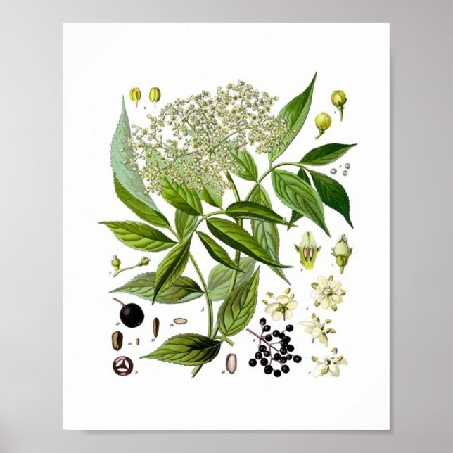 Elderberry Elegance: A Vintage Botanical Poster (Vorne)