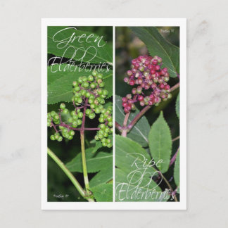 ELDERBERRY LESEZEICHEN POSTKARTE