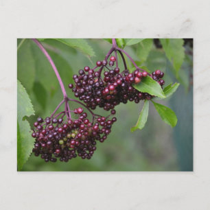 Elderberry Postcard Postkarte