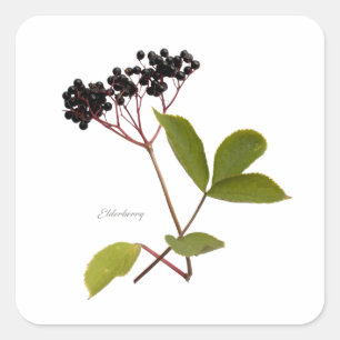 Elderberry Quadratischer Aufkleber