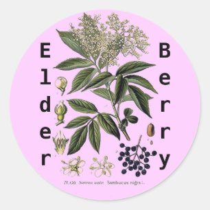 Elderberry Sambucus Aufkleber