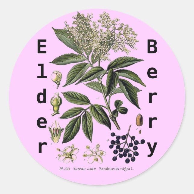 Elderberry Sambucus Aufkleber (Vorderseite)