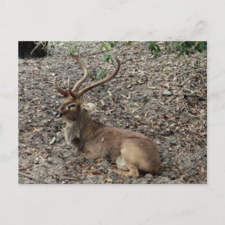 Eld's Deer Postcard Postkarte
