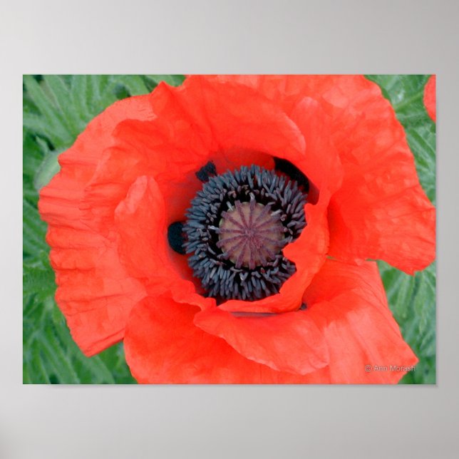 Electric Poppy Poster (Vorne)