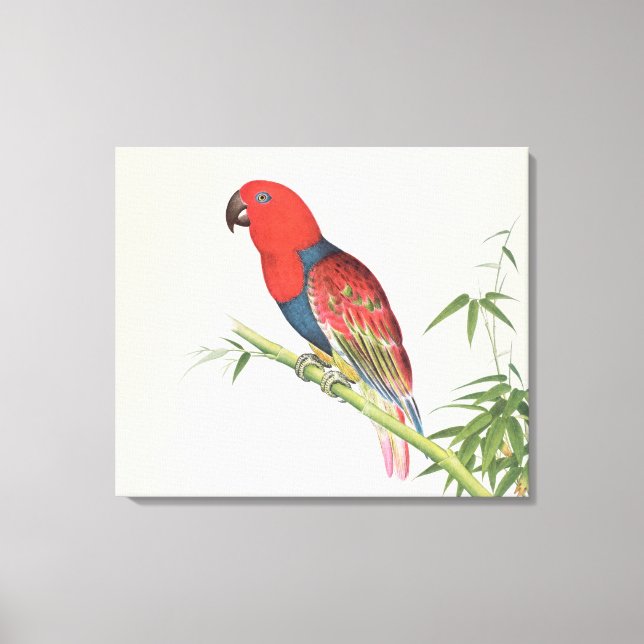 Electus Parrot, auf einem Bambusschoß Leinwanddruck (Vorderseite)