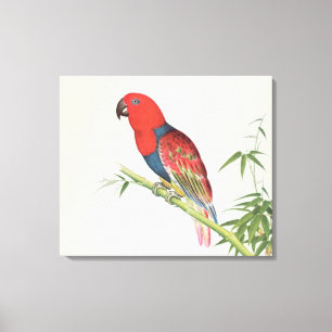 Electus Parrot, auf einem Bambusschoß Leinwanddruck