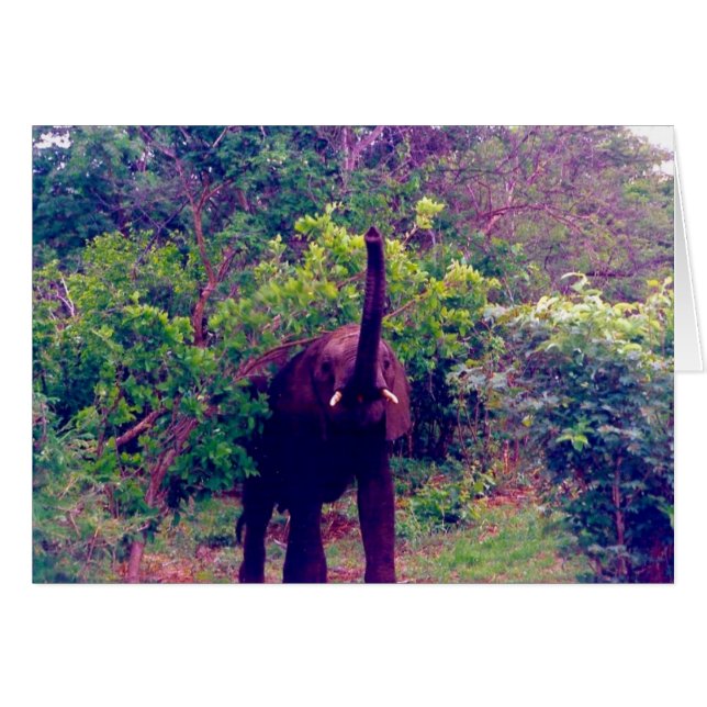 Elefant (Vorderseite (Horizontal))