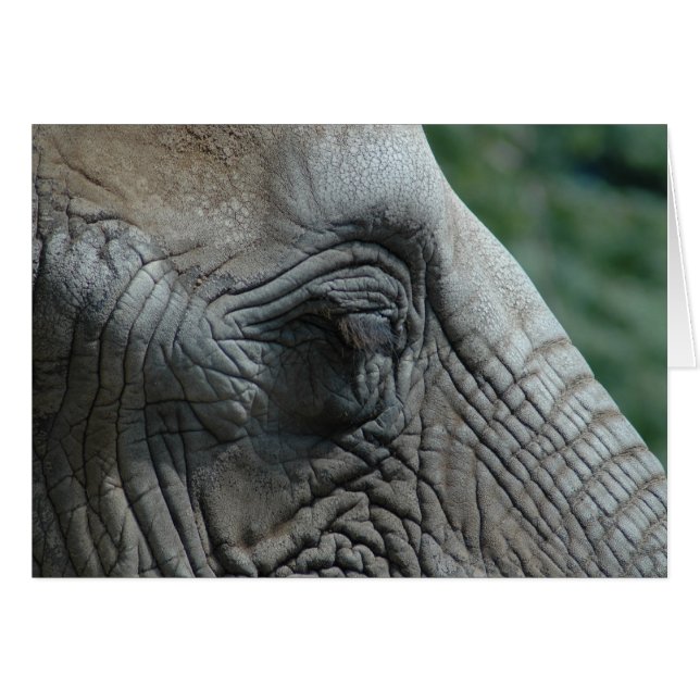 Elefant (Vorderseite (Horizontal))