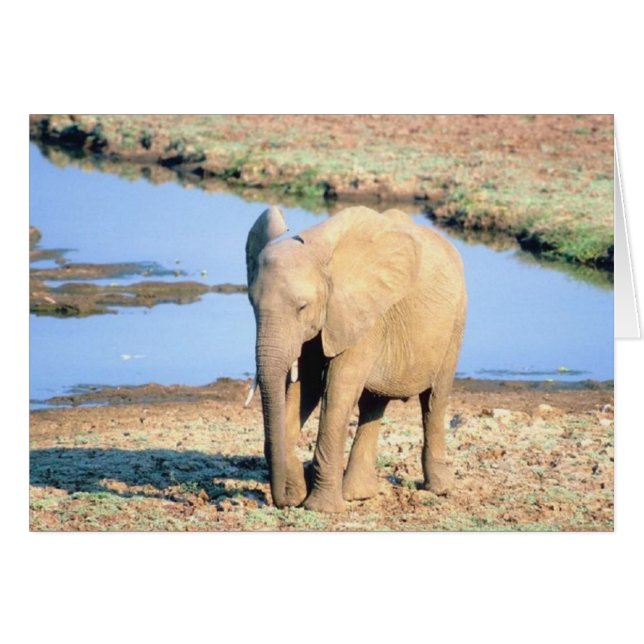 Elefant Afrika (Vorderseite (Horizontal))