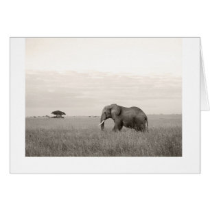 Elefant auf der Savanne
