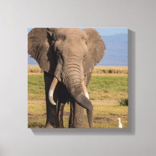 Elefant auf der Suche Leinwanddruck