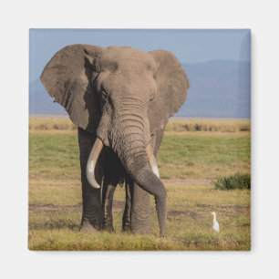 Elefant auf der Suche Magnet