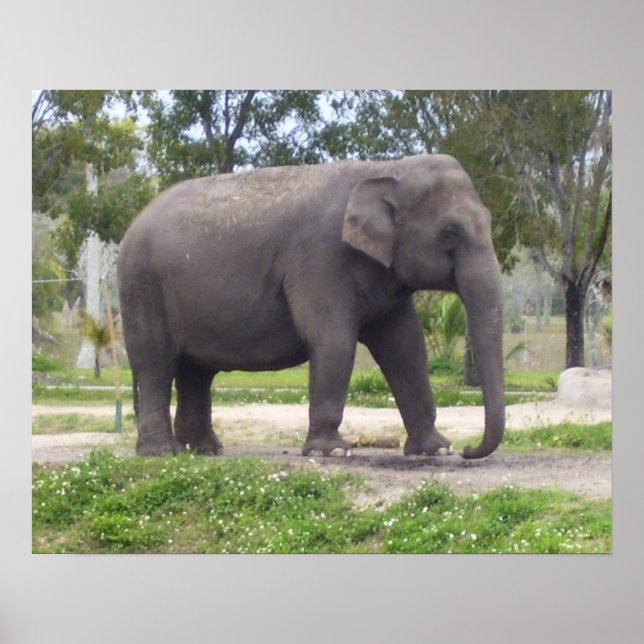 Elefant auf stillen Waldweg Poster (Vorne)