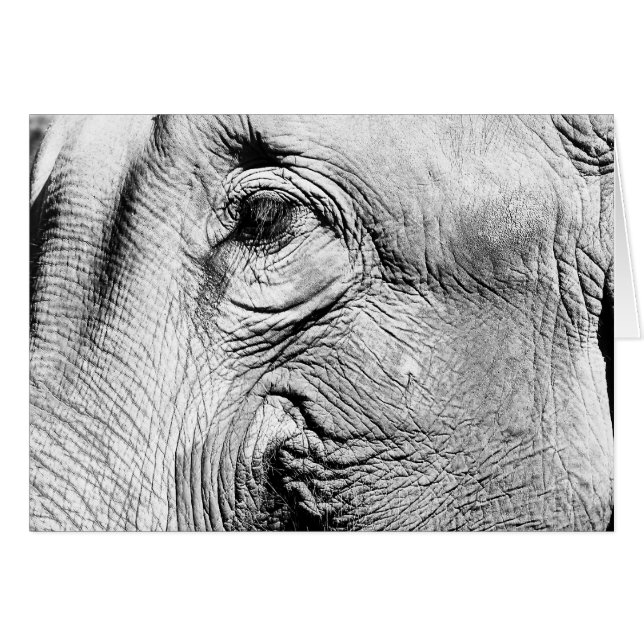 Elefant-Auge, 2017 (Vorderseite (Horizontal))