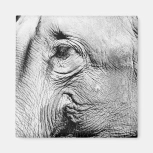 Elefant-Auge, 2017 Magnet