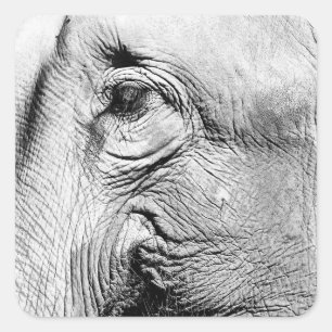 Elefant-Auge, 2017 Quadratischer Aufkleber