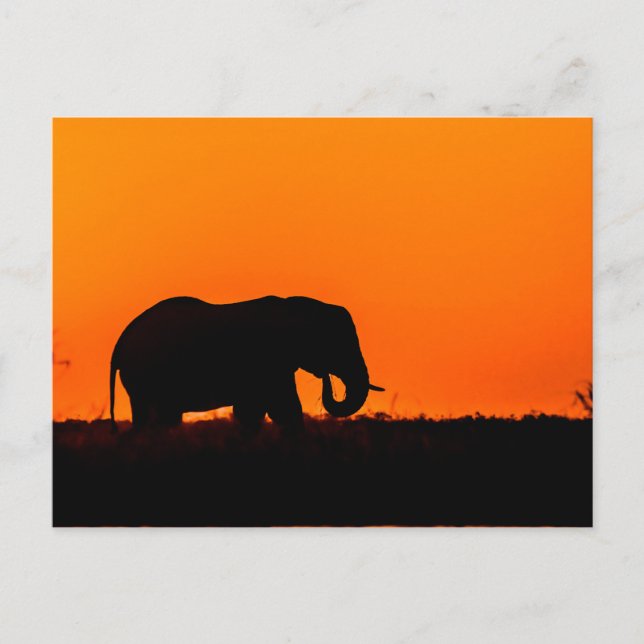 Elefant bei Sonnenuntergang in der Wahl Postkarte (Vorderseite)