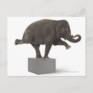 Elefant darstellend Trick on Box Postkarte