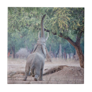 Elefant, der nach Acacia-Baum strebt Fliese